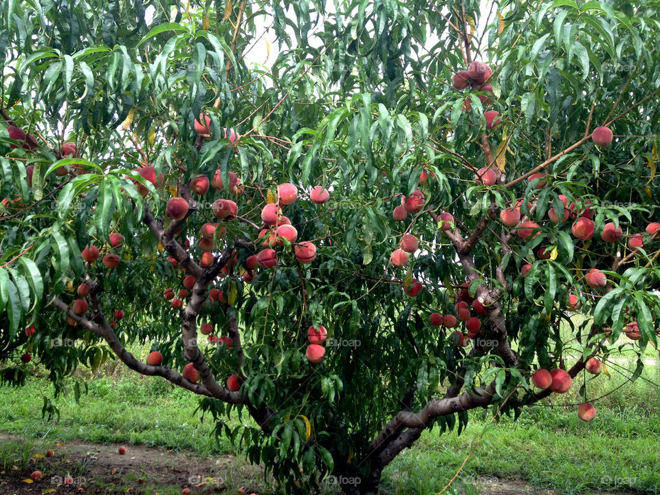 summer tree fruit peach by vincentm
