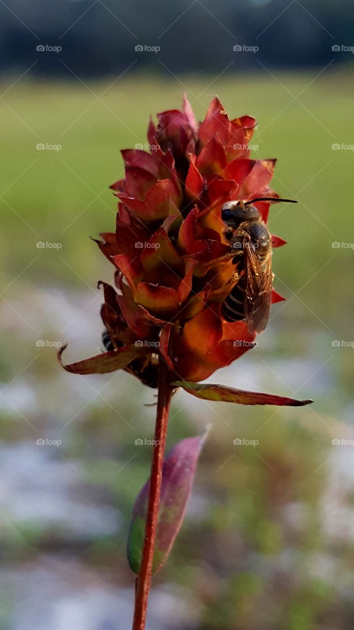 tiny flower with "sweat" bees