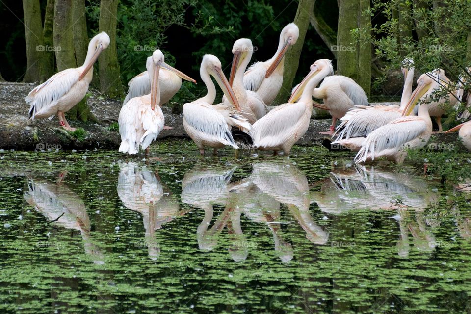 White pelicans