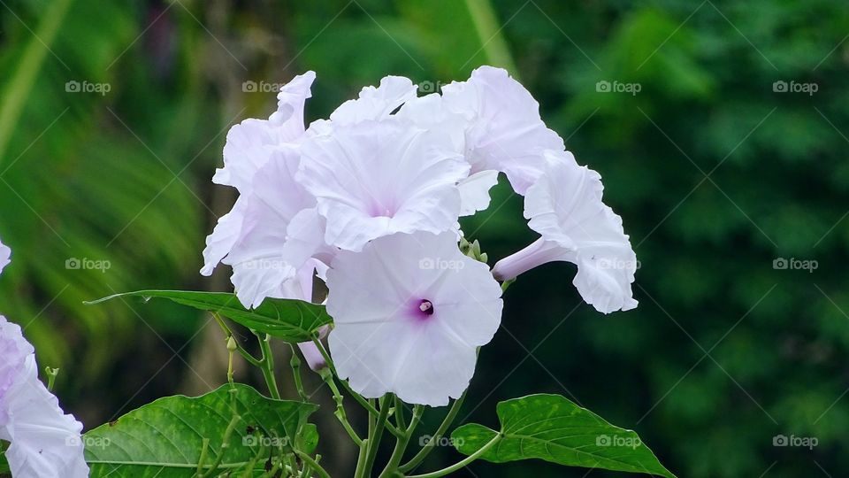 flower. white flower garden