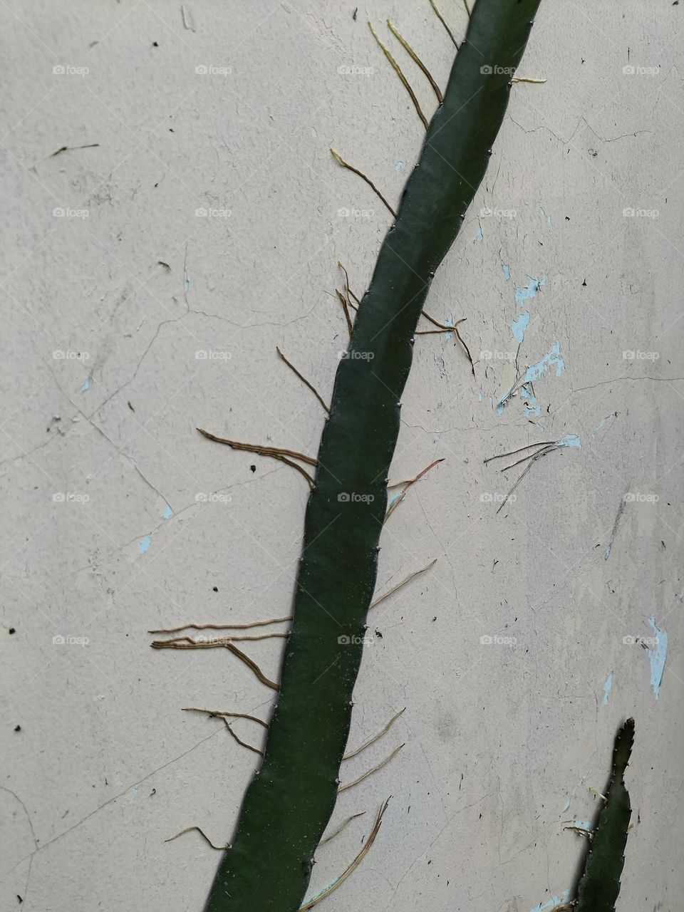 Cactus tree attached to the wall