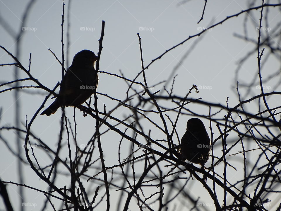 Two birds perching on tree branch