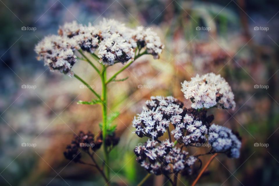 Frost encrusted dried flower heads, resembling white blossom, on a background of autumn colours