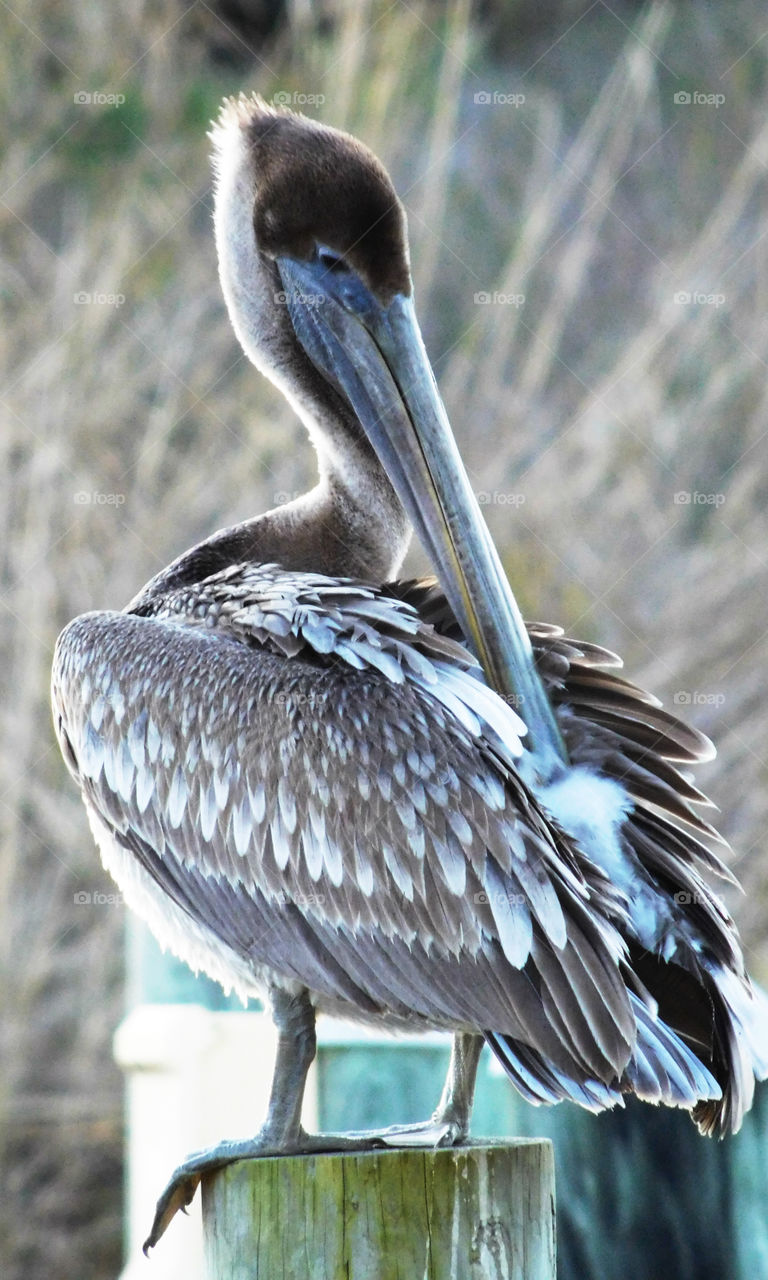 The Pelican Perch!
A Pelican is perched on a post waiting for fisherman to toss them a fish!