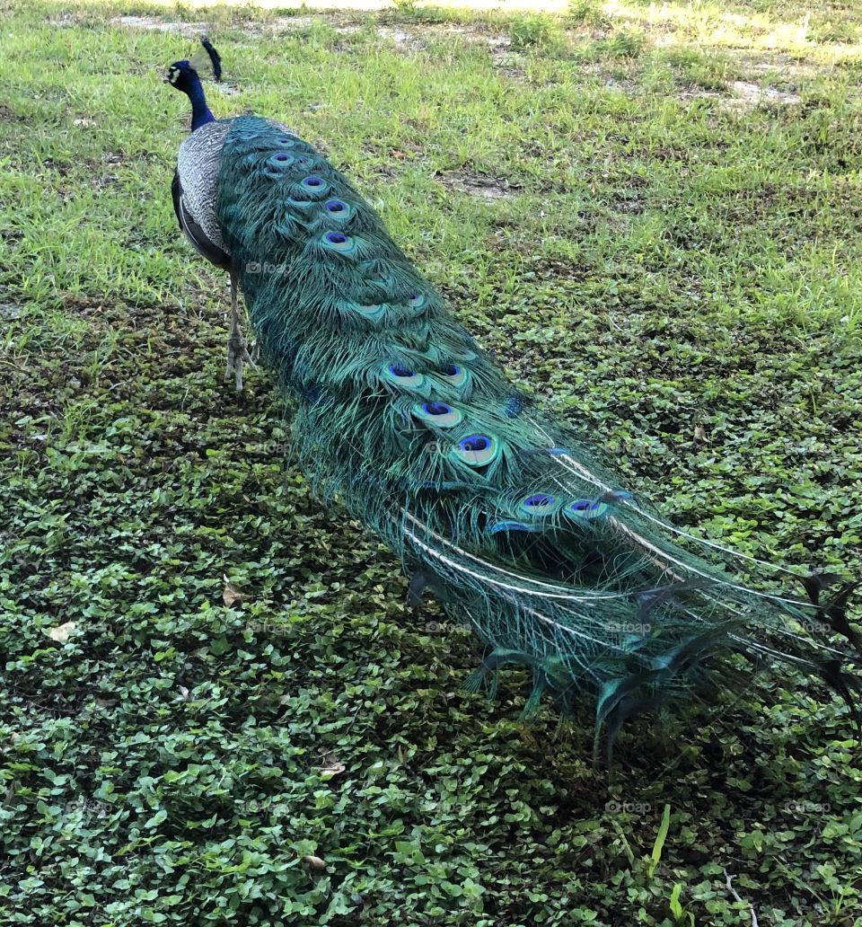Show Me Your Peacock!