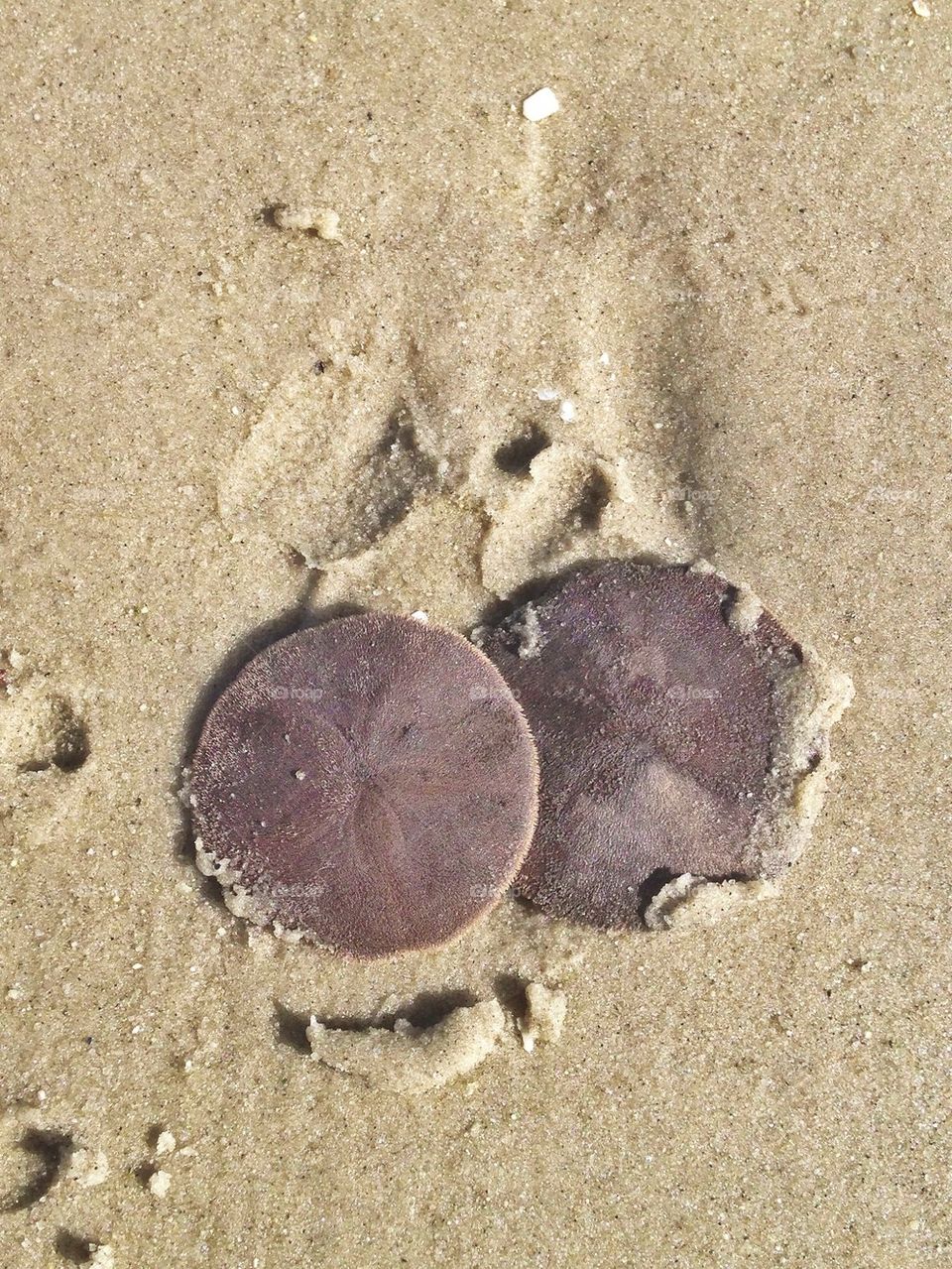 Sandollars in the sand