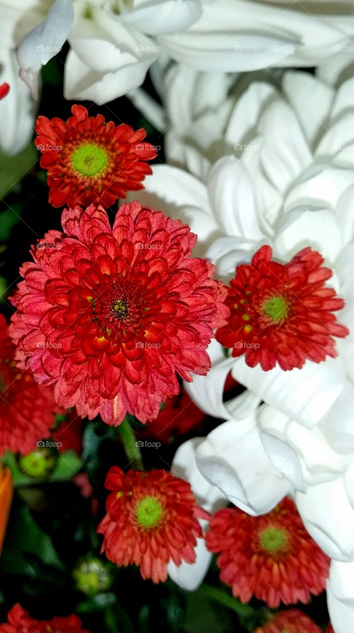 Red flowers