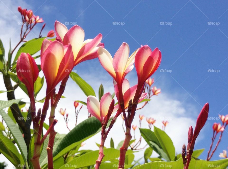 Plumeria on the sky