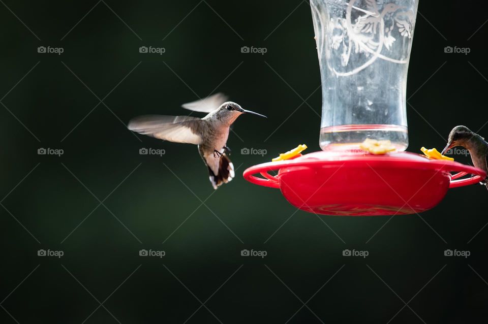 Hummingbird 