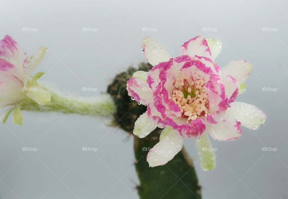 Cactus flowers lobivia