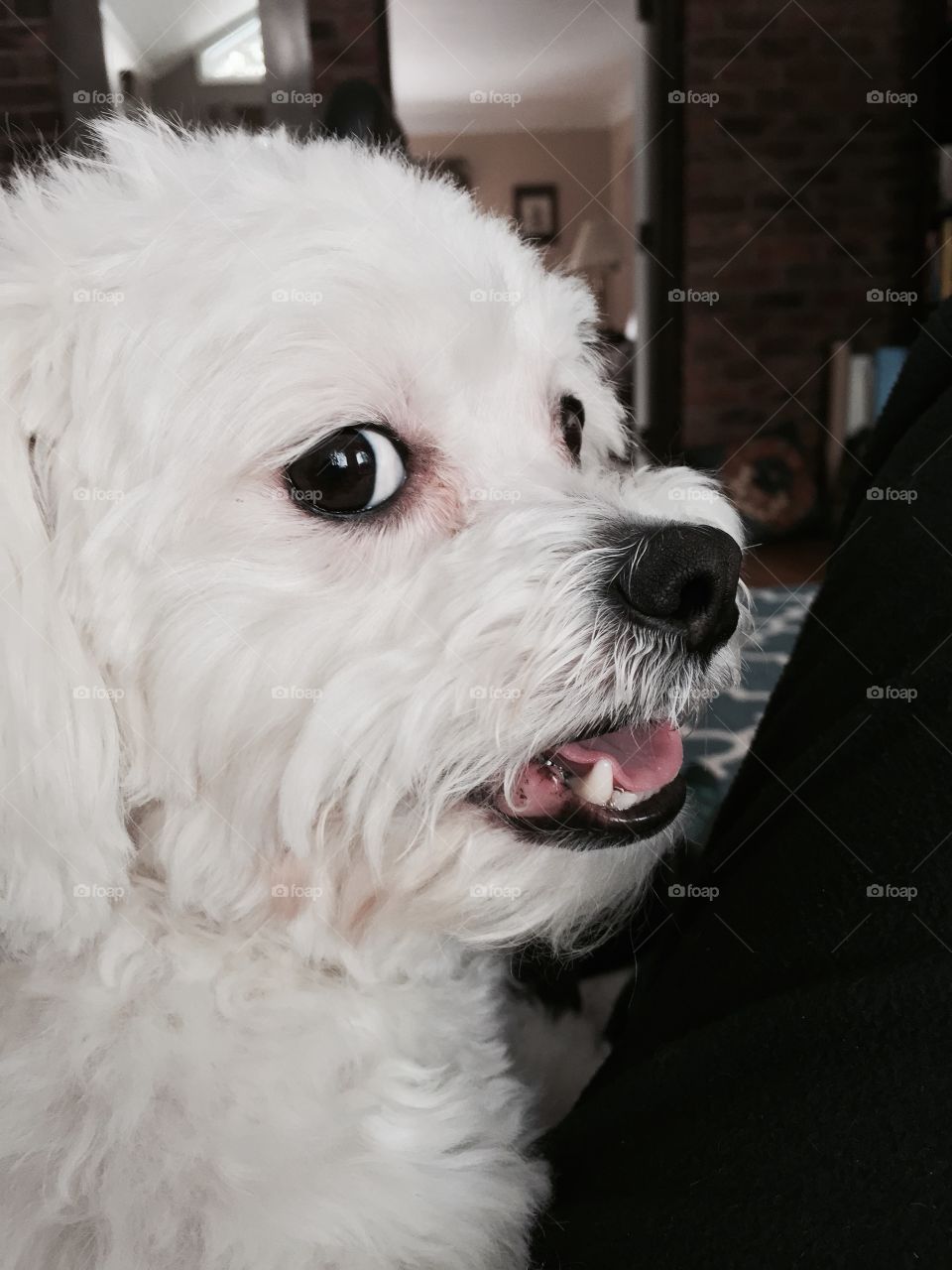 Close-up of cute dog