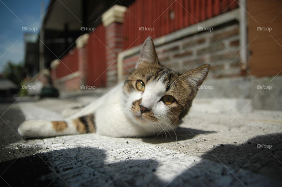 cute cat close up lying on the floor