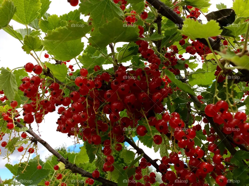 Berries 