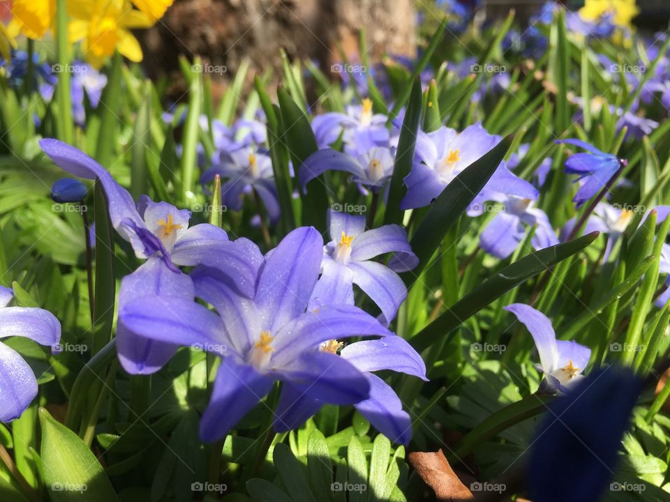 Lovely spring flower