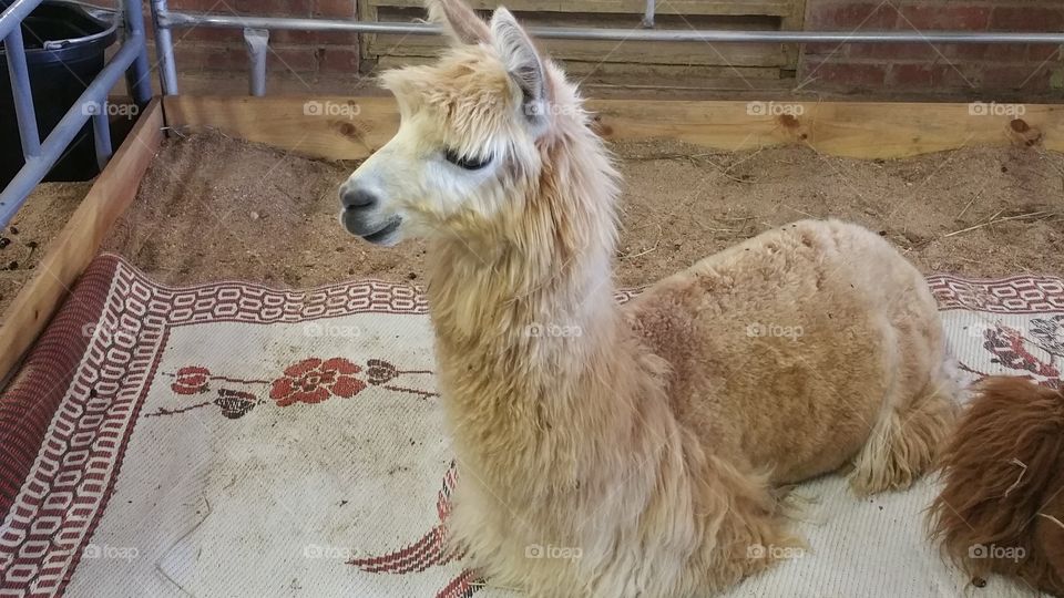 Alpaca