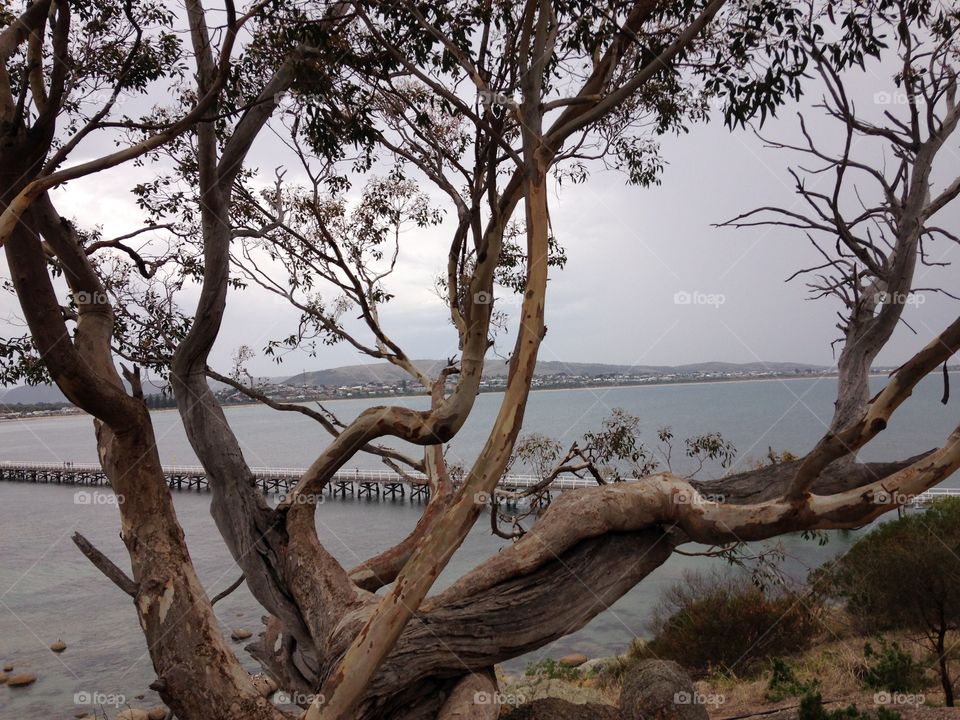 From behind the trees 