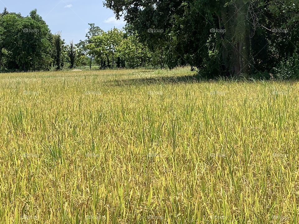 The stories of the rice field, Thailand 