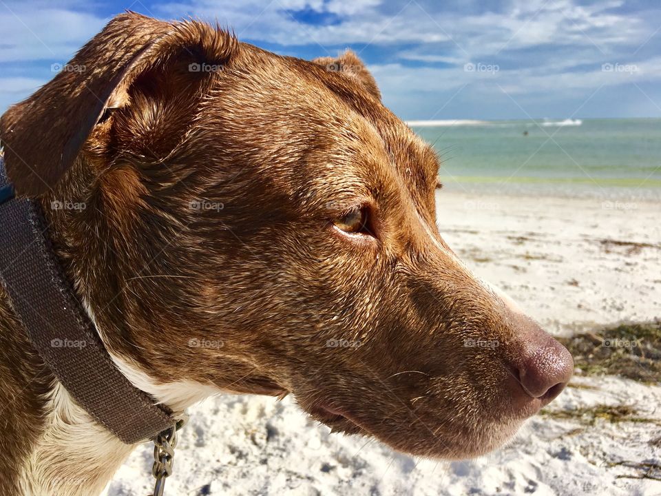 Summer Dog beach day. 