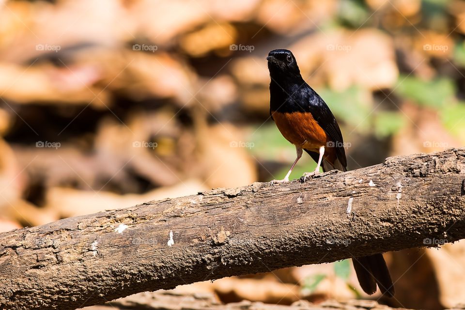 White-rumped Shama