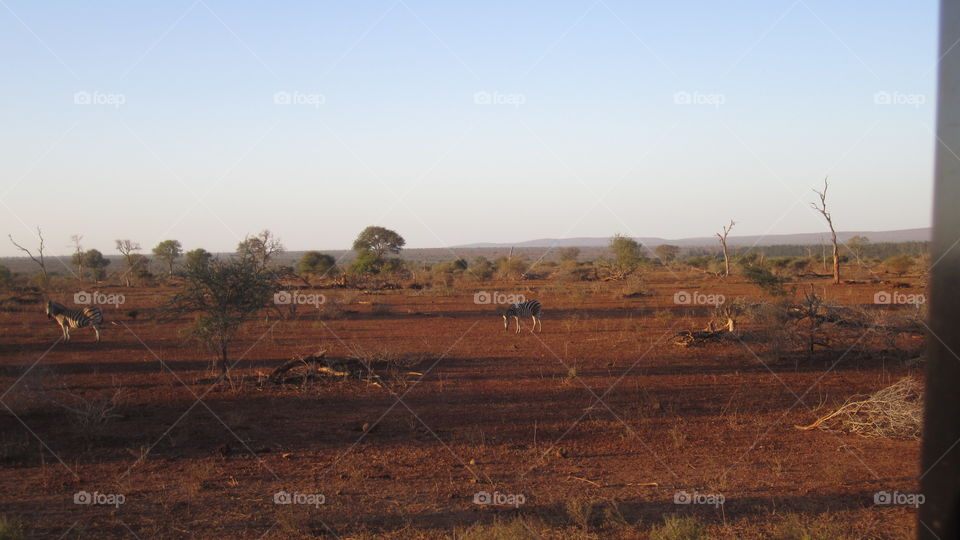 Landscape, No Person, Mammal, Outdoors, Cropland