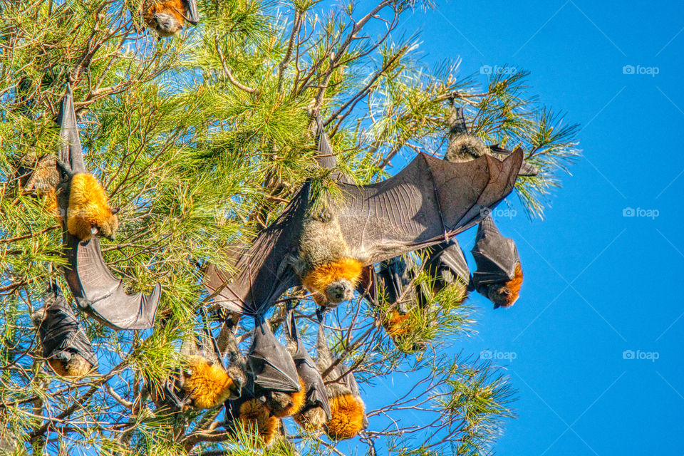 Fruit bats