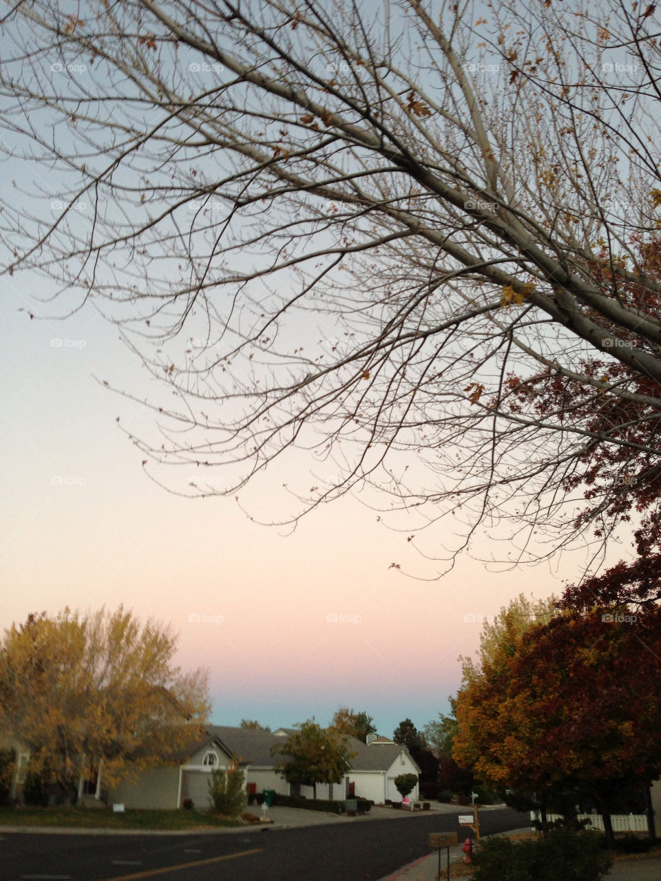 reno color tree evening by melody