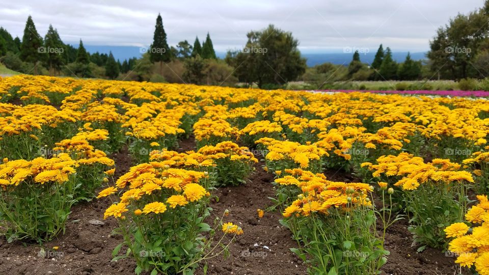 Flower nursery