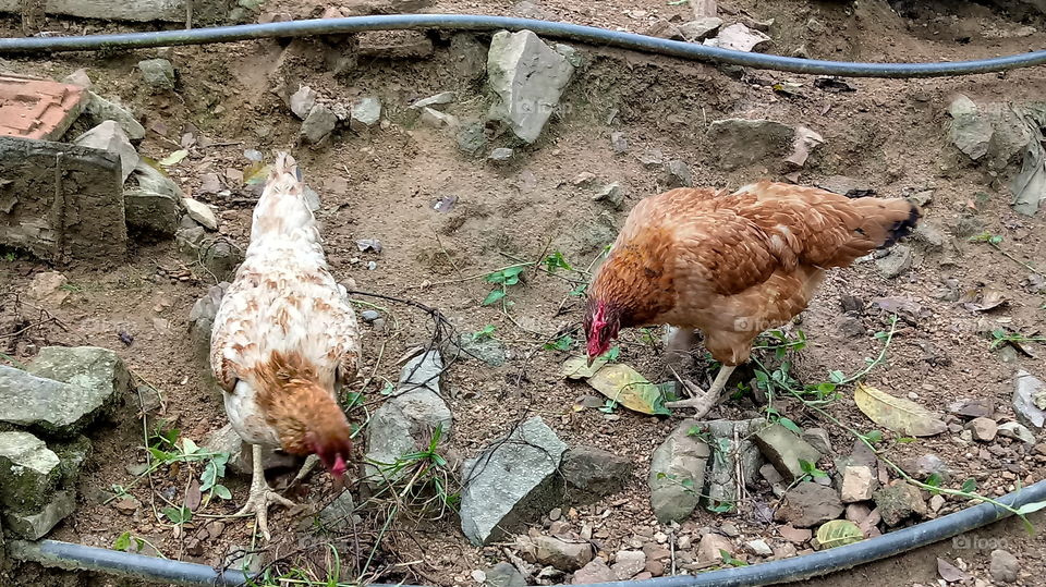Zwei Hühner