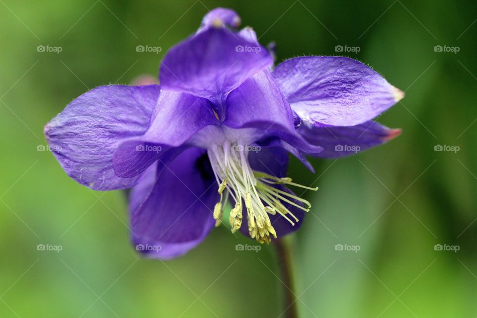 Blue flower