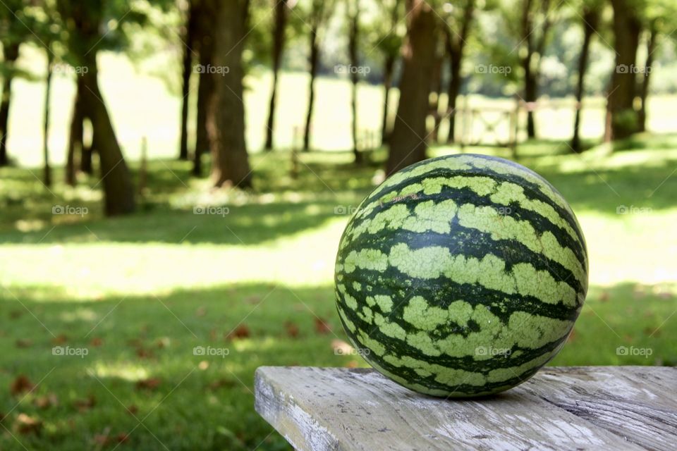 Watermelon on wooden surface against green grass and a grove of trees on a sunny day