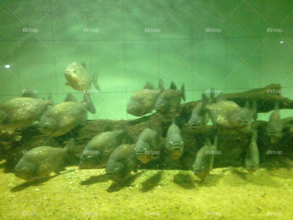 Aquarium Dangers Fish..