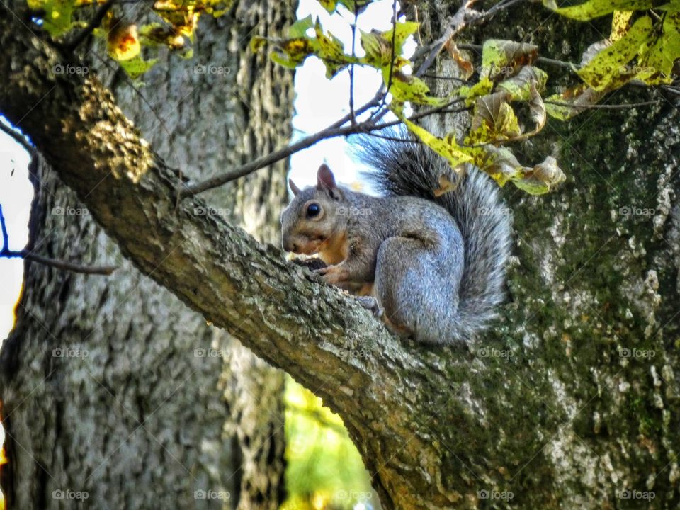 squirrel grabbing a bite