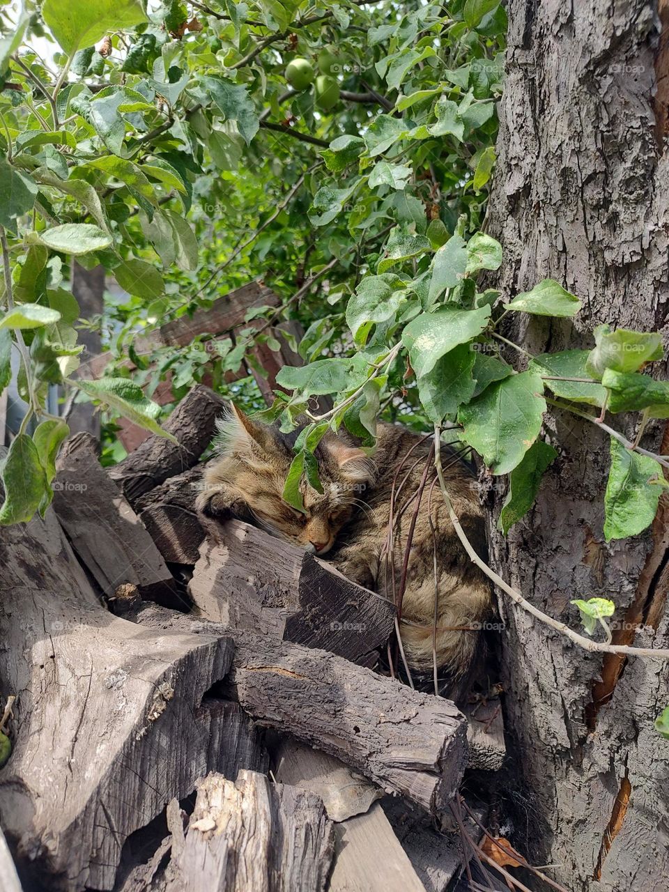 cat, cat on wood, cat sleeping, sleeping cat, norwegian forest, sleeping on a tree.