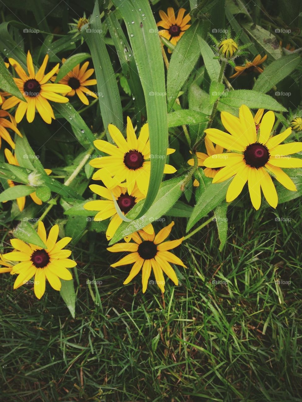 flowers nature summer sun by jmh