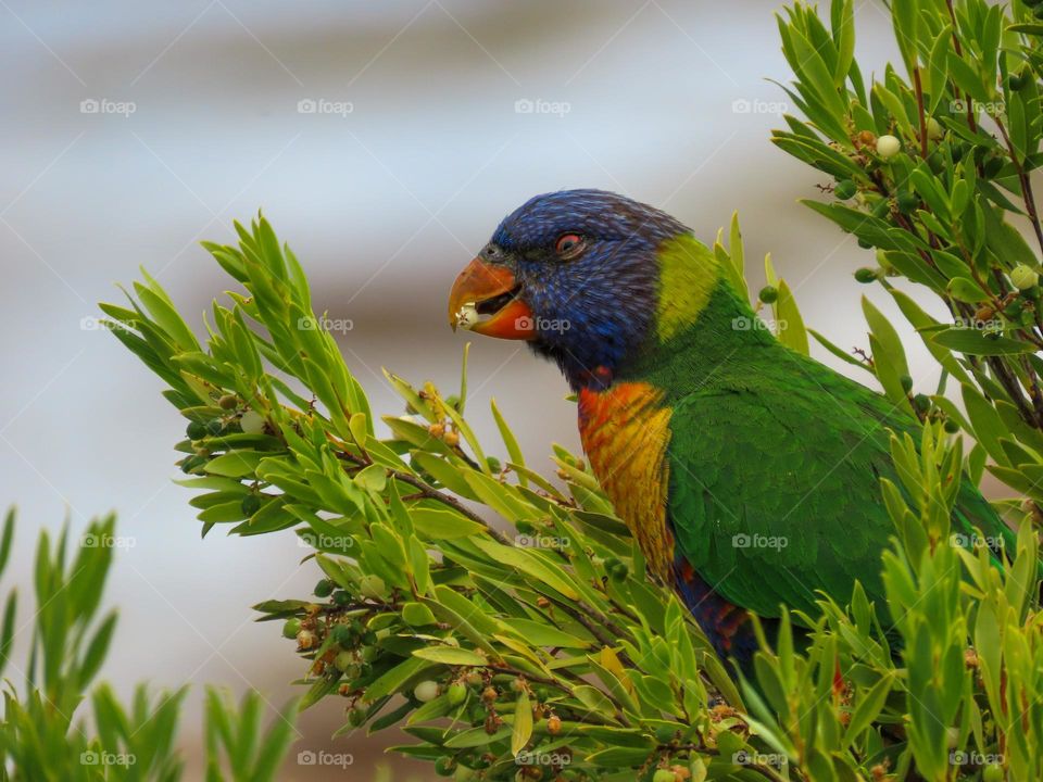 Colourful bird