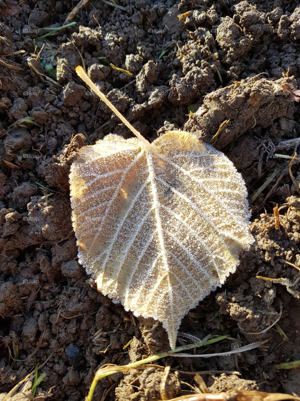 First frost