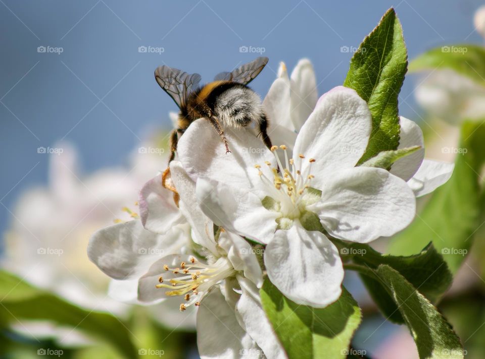 Bumblebee buried in blossom