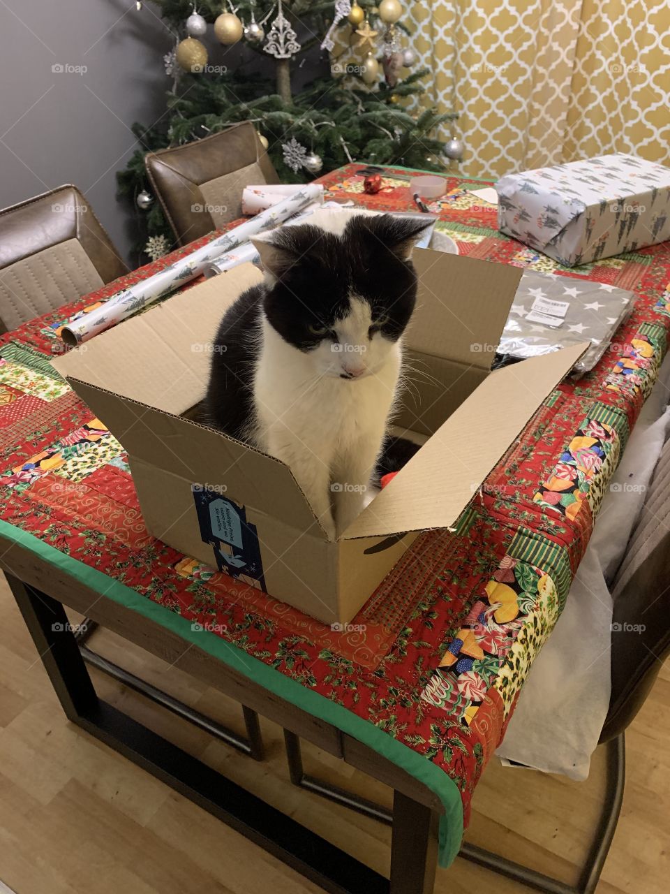 Christmas cat