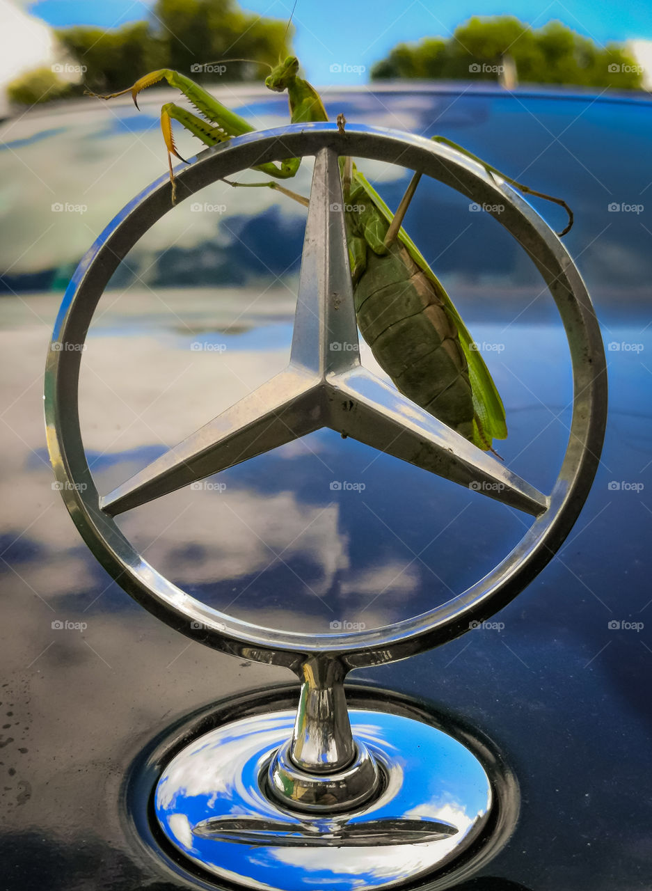 Praying Mantis is sitting on a Mercedes badge.