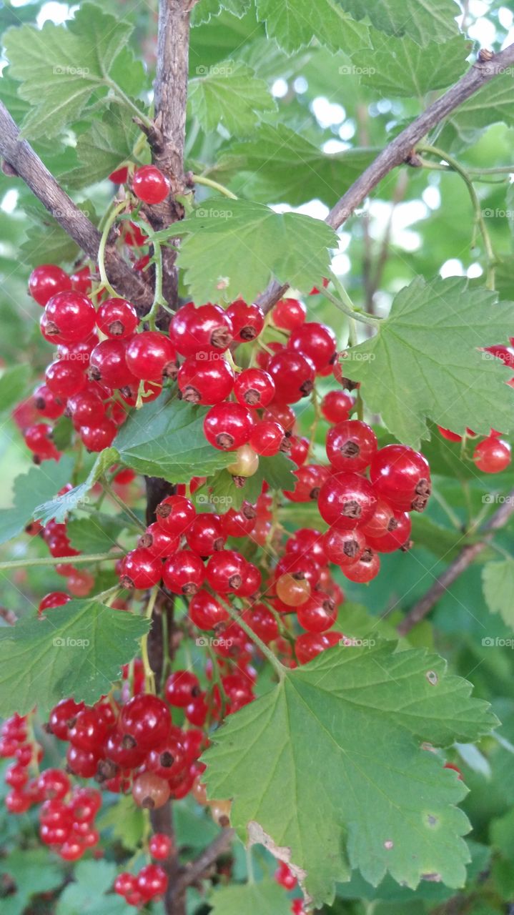 Red Currents