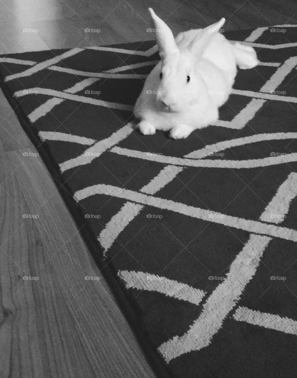 Relaxed Bunny