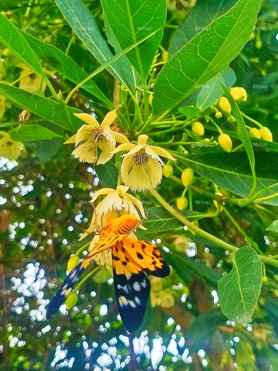 Butterfly on a flower Harmonious beauty