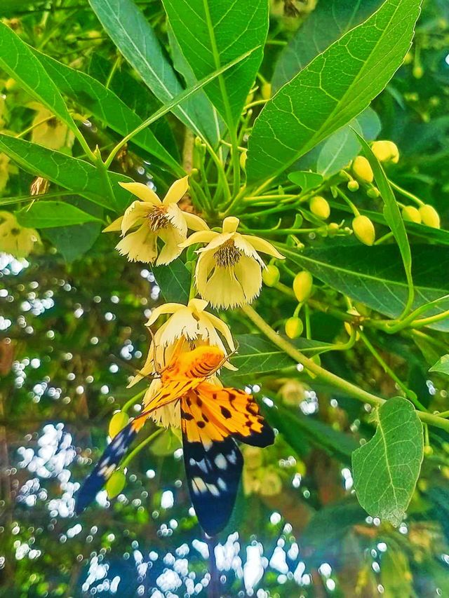Butterfly on a flower Harmonious beauty