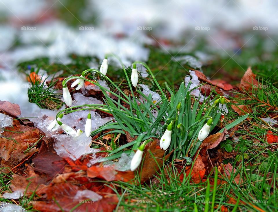 Snowdrops flowers