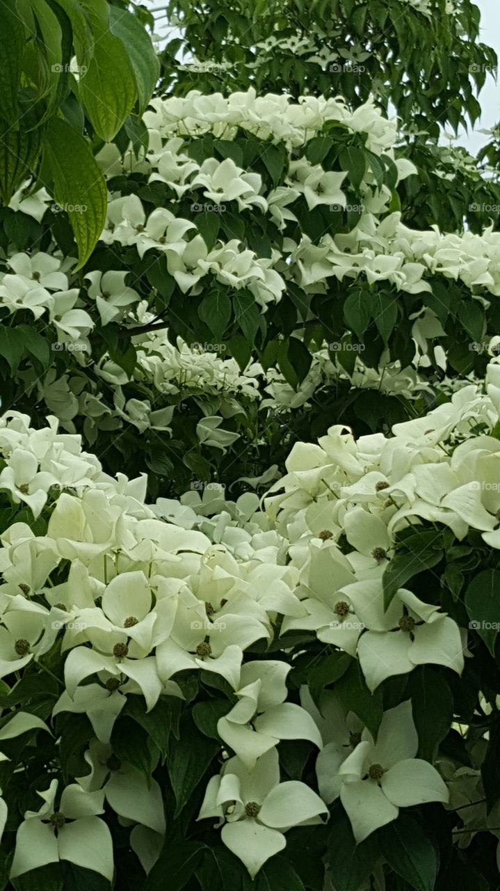 Waves of White Flowers
