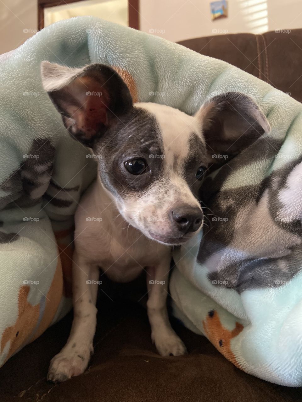 Puppy hiding in blanket 