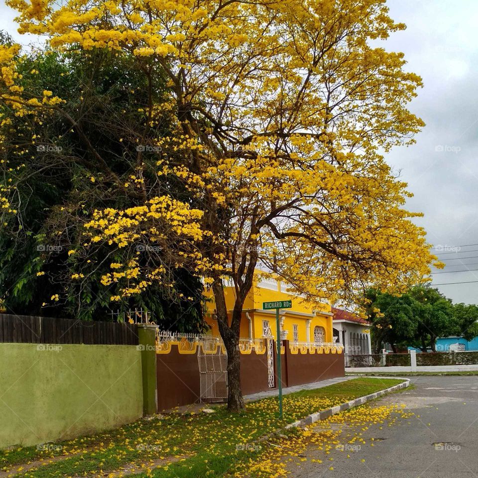 jamaican yellow trail