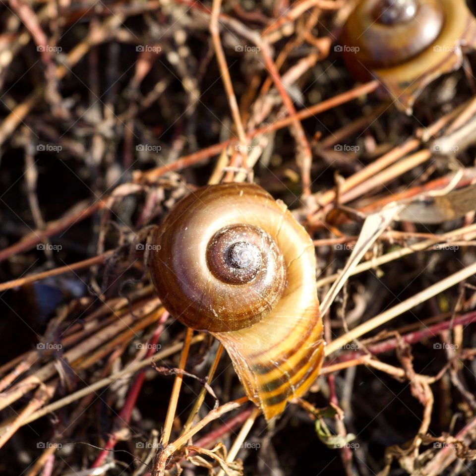 Snail shell