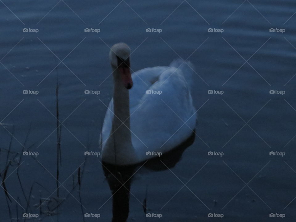 Night swan