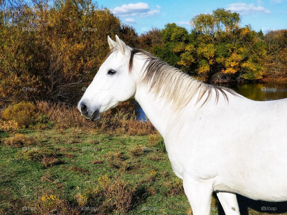 Gray horse in Autumn